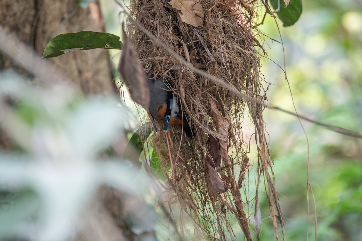 Gray-lored Broadbill - ML644217697