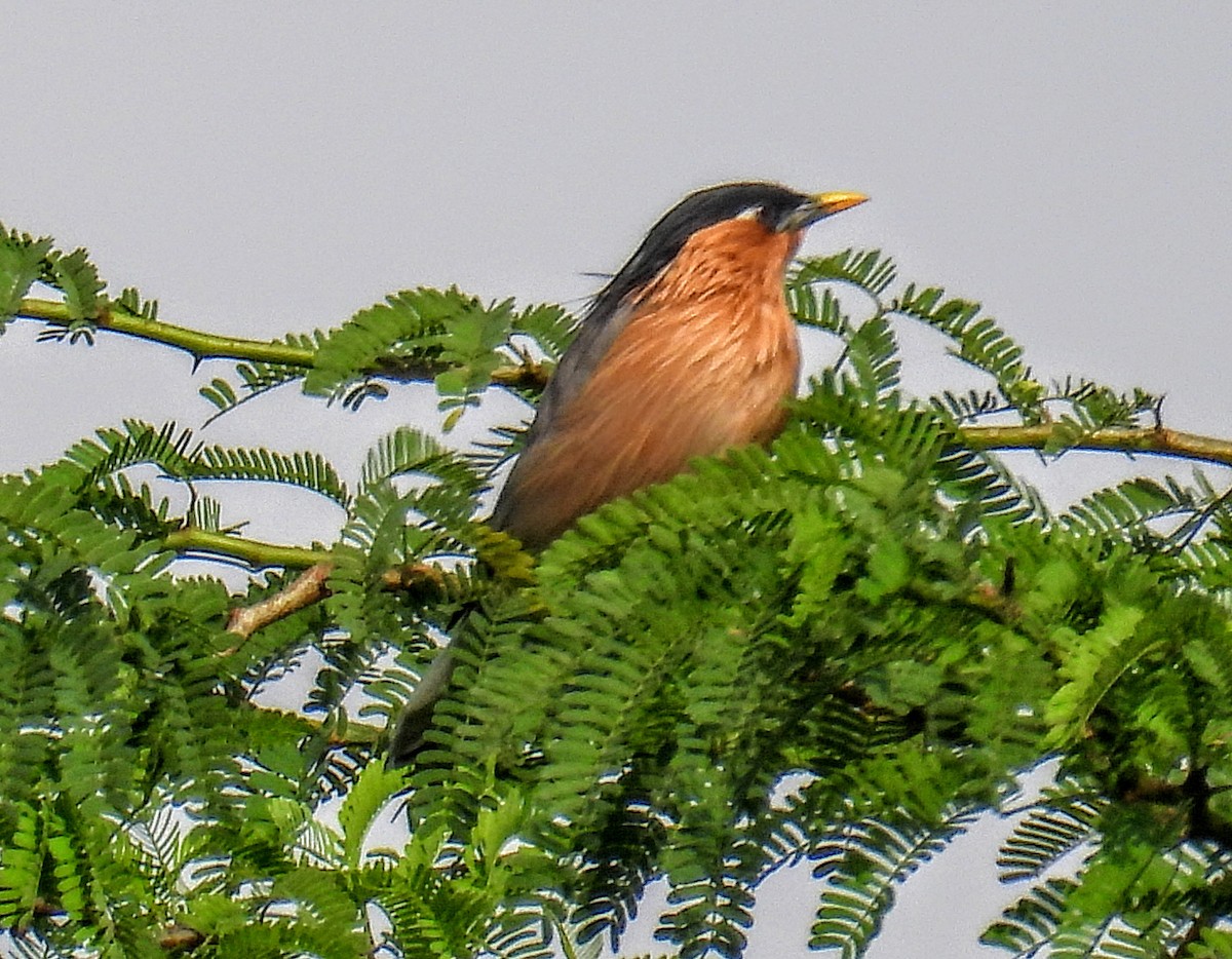 Brahminy Starling - ML644217701
