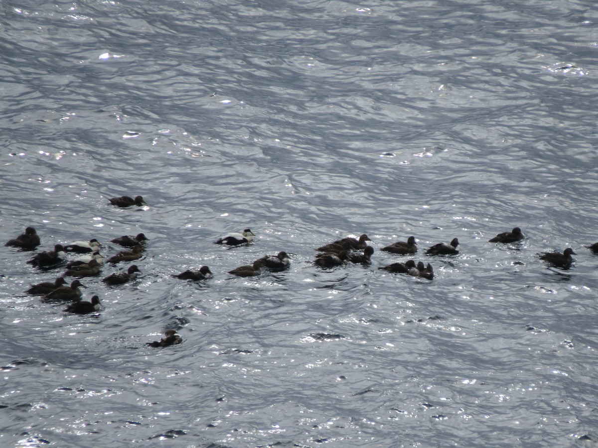 Common Eider - ML644217705