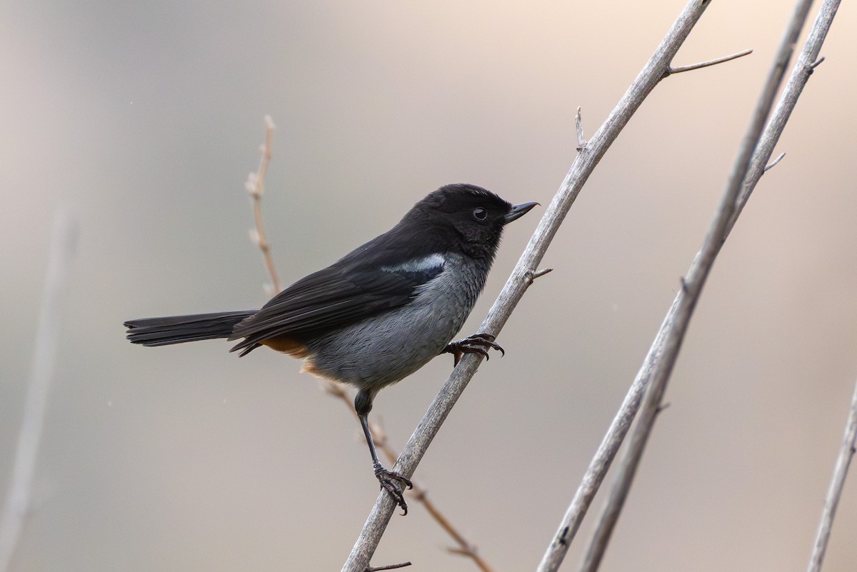 Gray-bellied Flowerpiercer - ML644217733