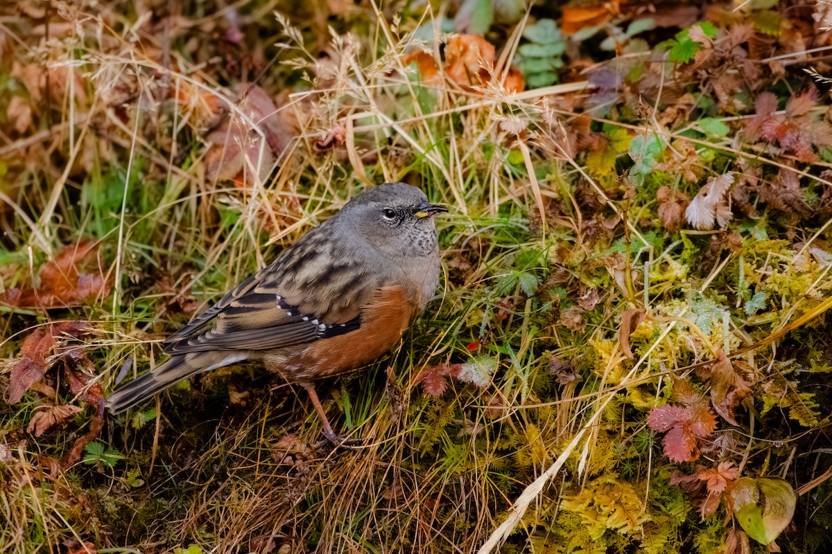 Alpine Accentor - ML644217764