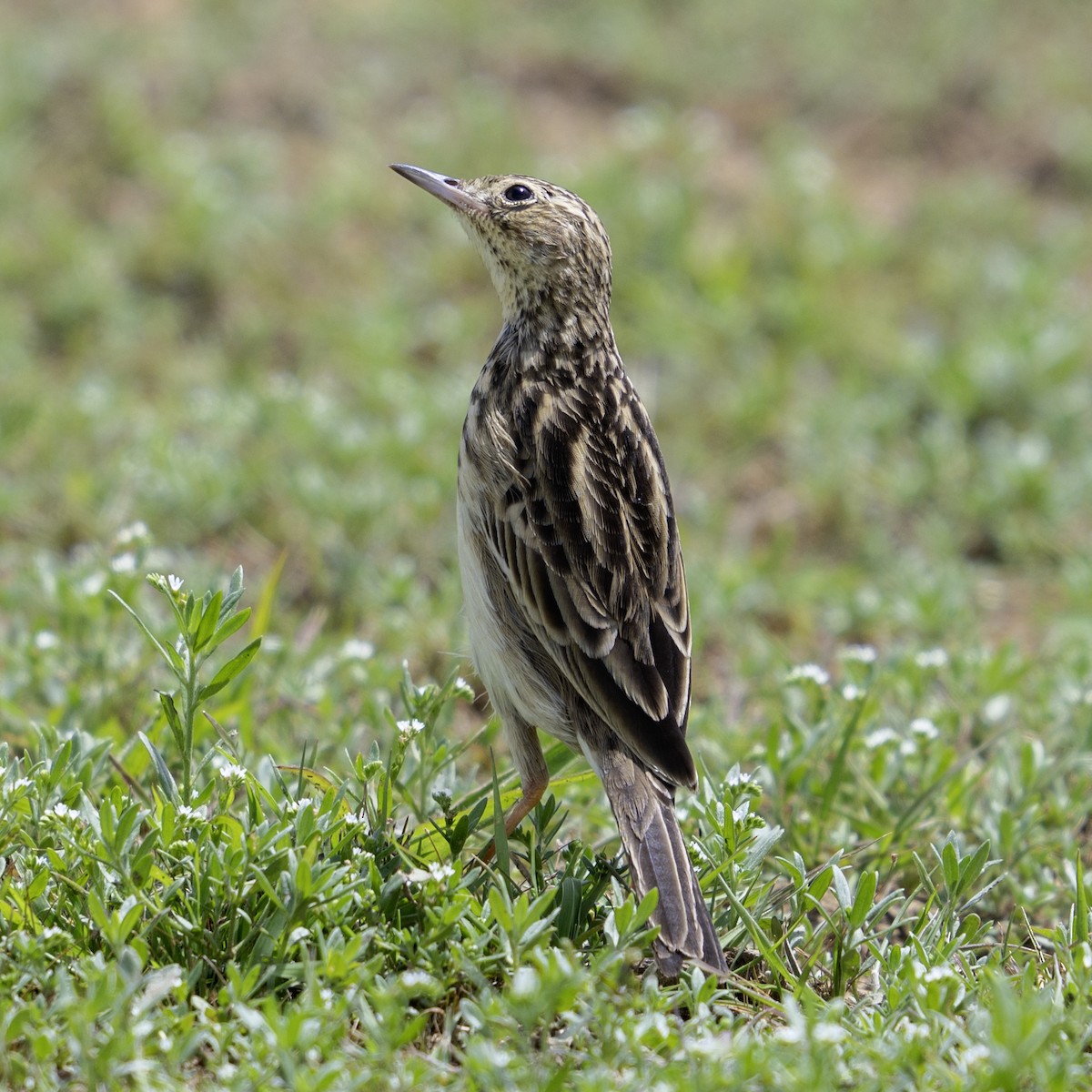 Yellowish Pipit - ML644217766