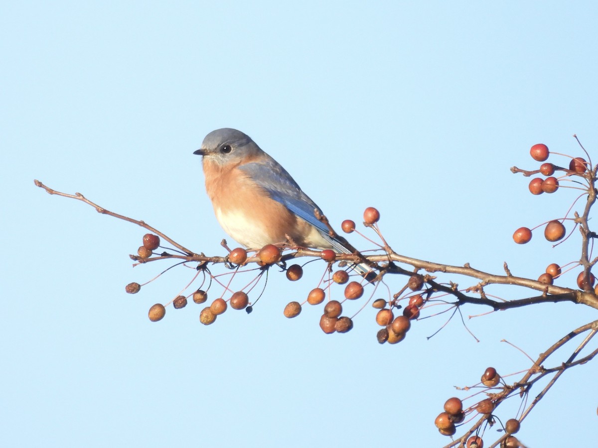 Azulejo Oriental - ML644217781