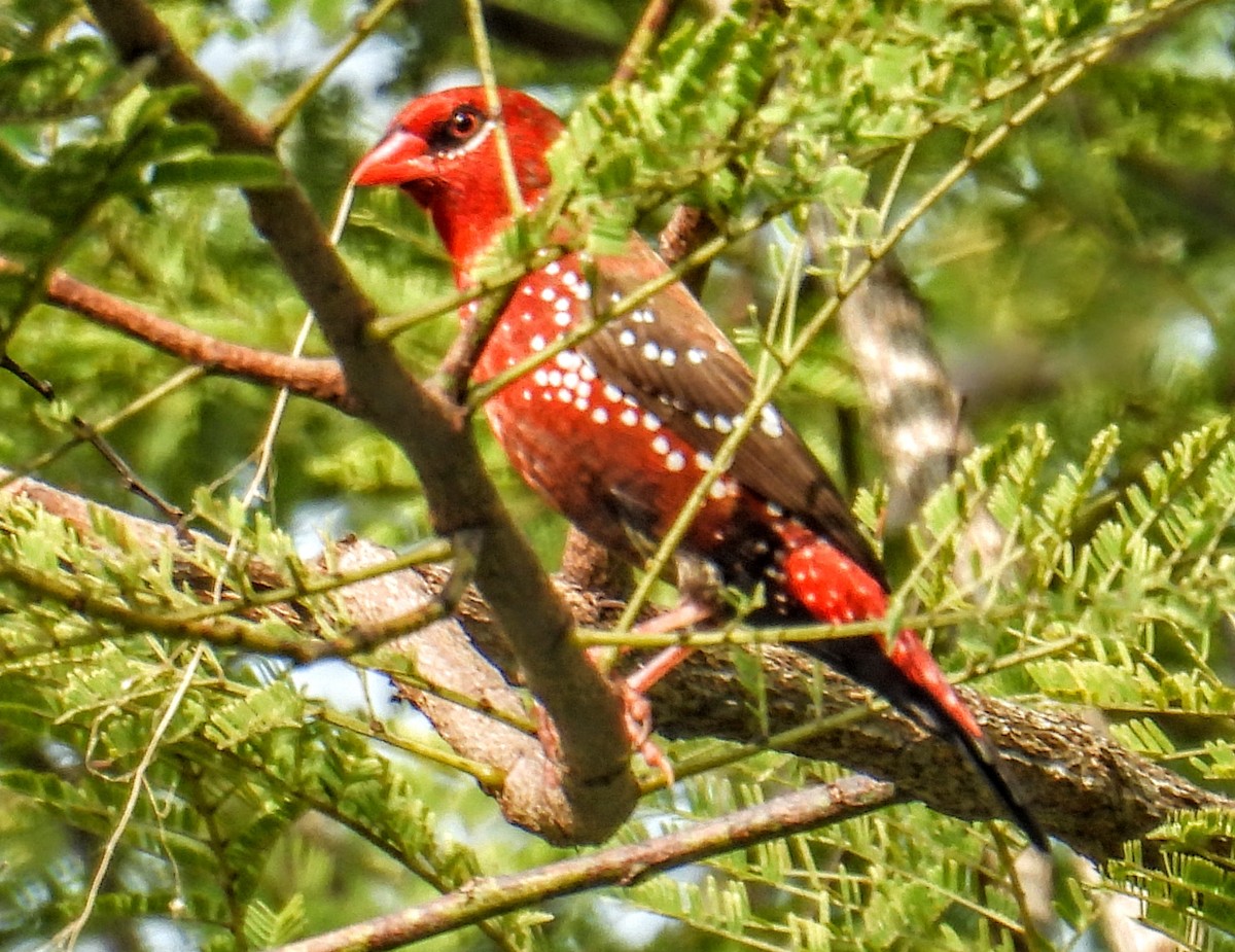 Red Avadavat - ML644217794