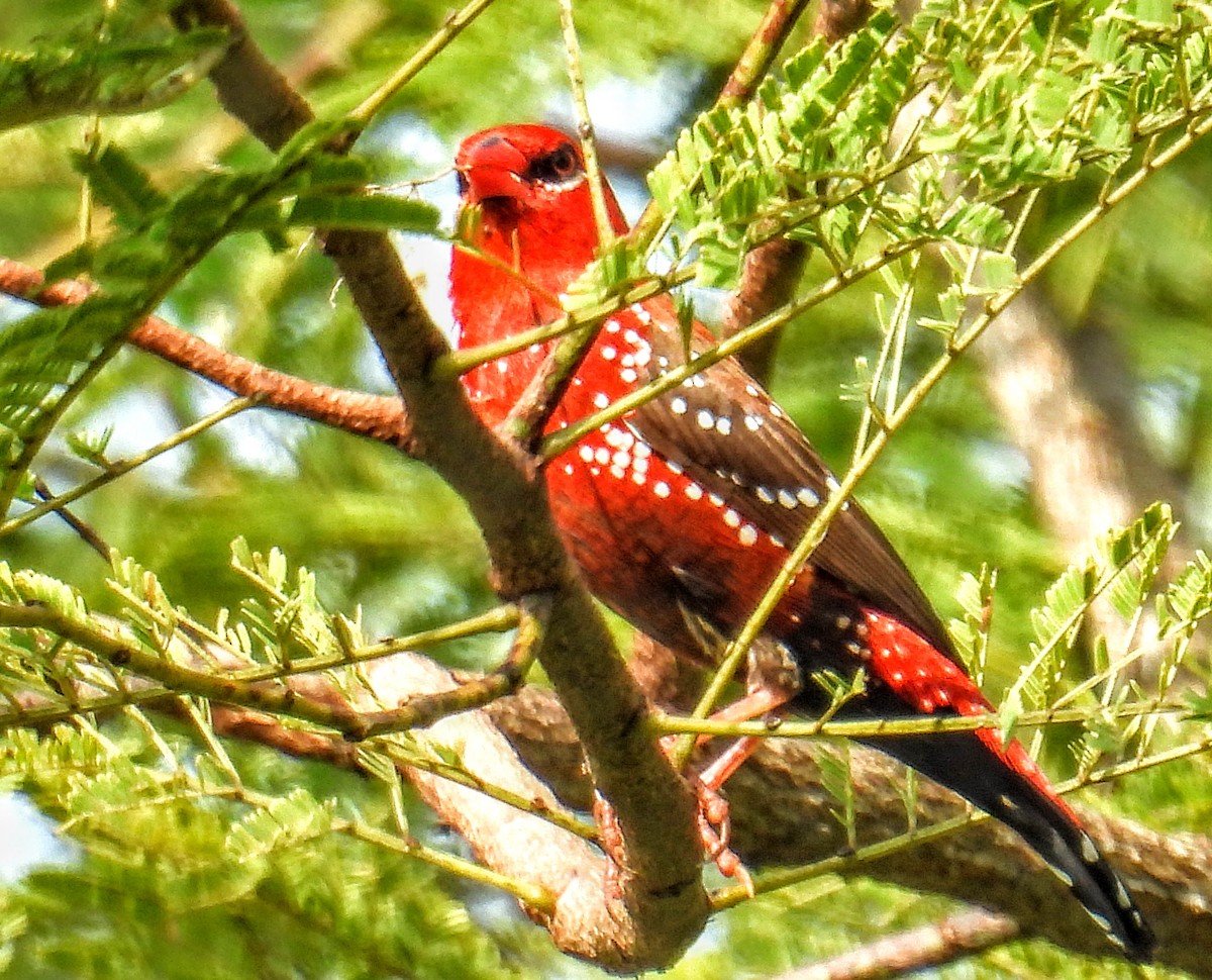Red Avadavat - ML644217795