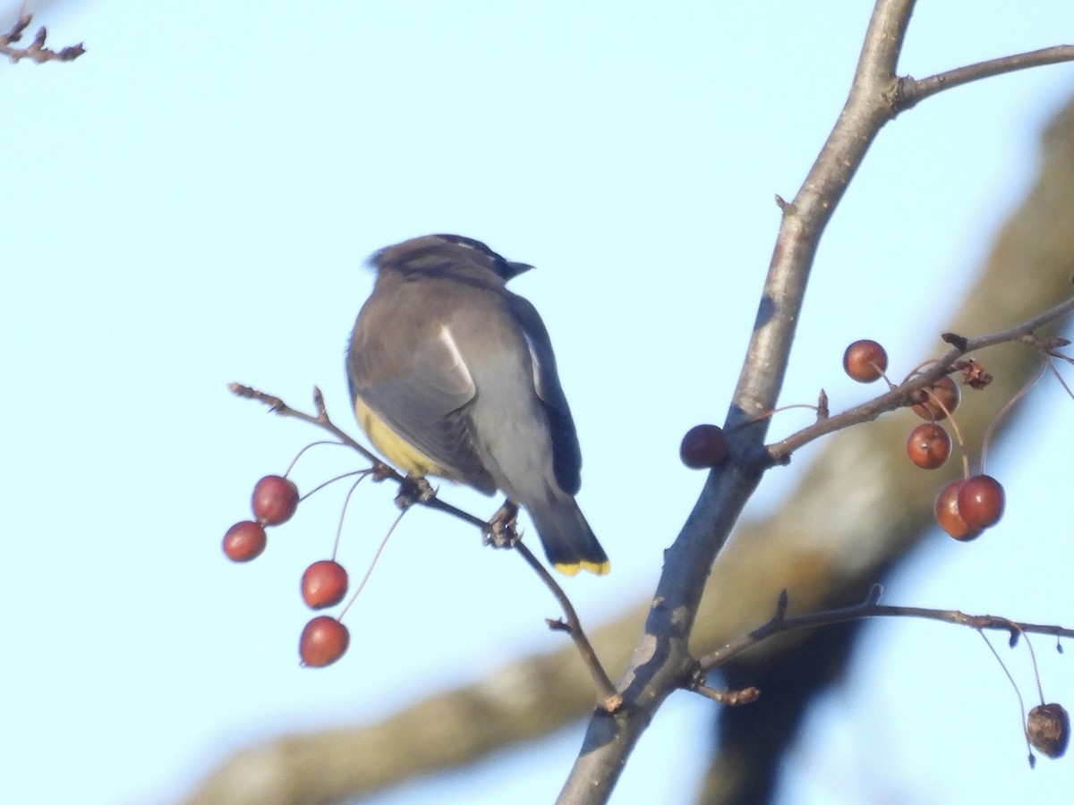 Ampelis Americano - ML644217799