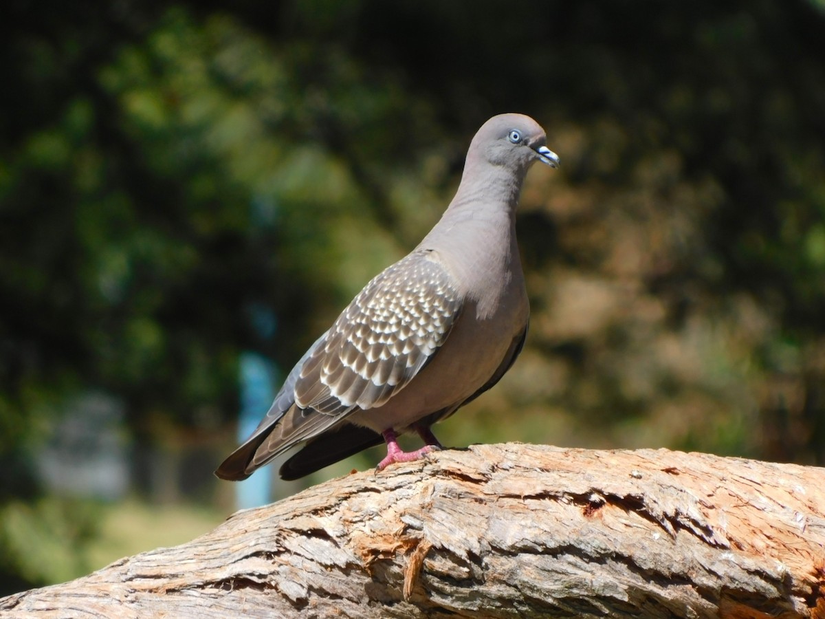 Spot-winged Pigeon - ML644217802
