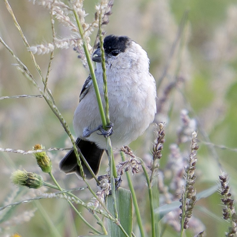 Pearly-bellied Seedeater - ML644217805