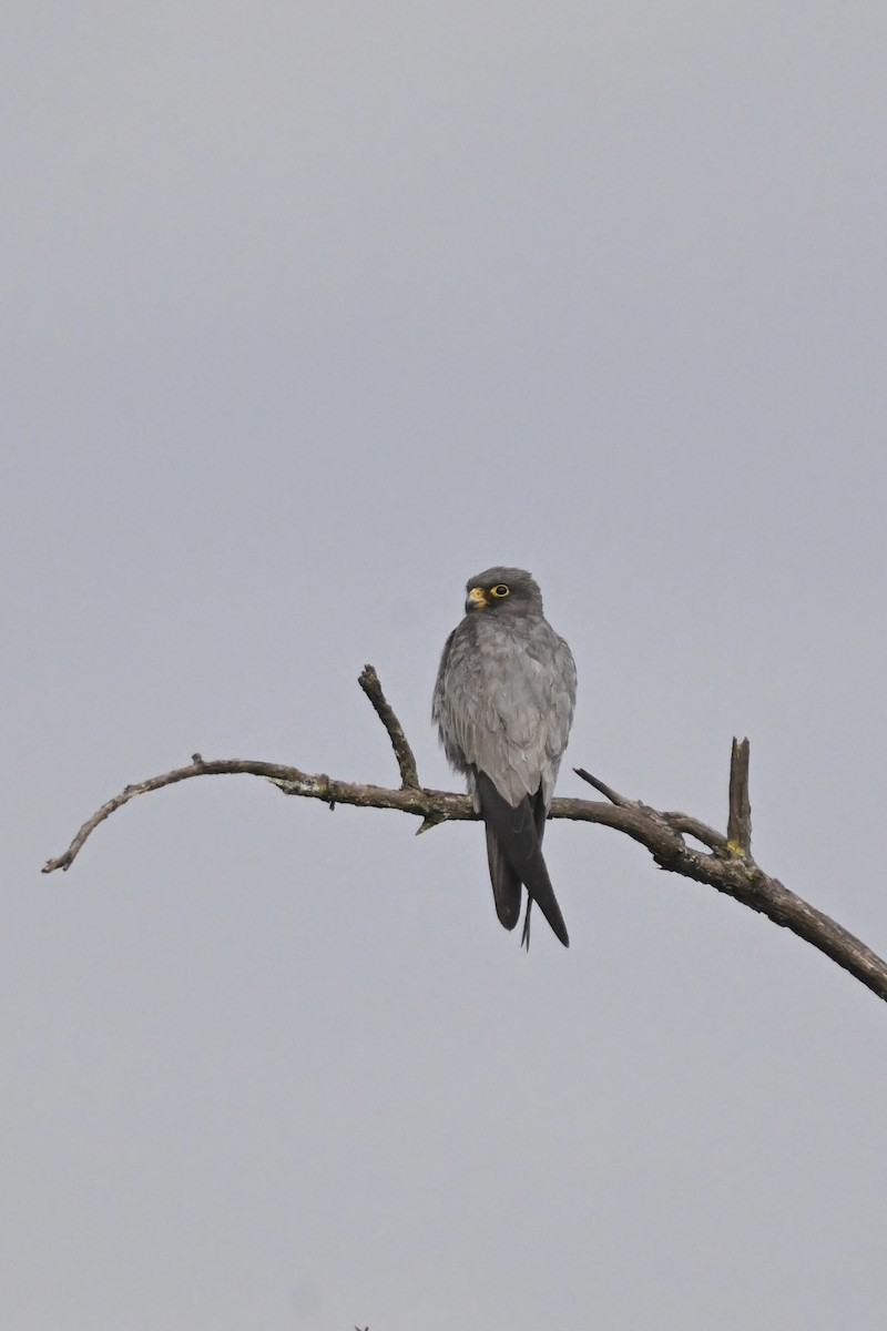 sotfalk - ML644217806