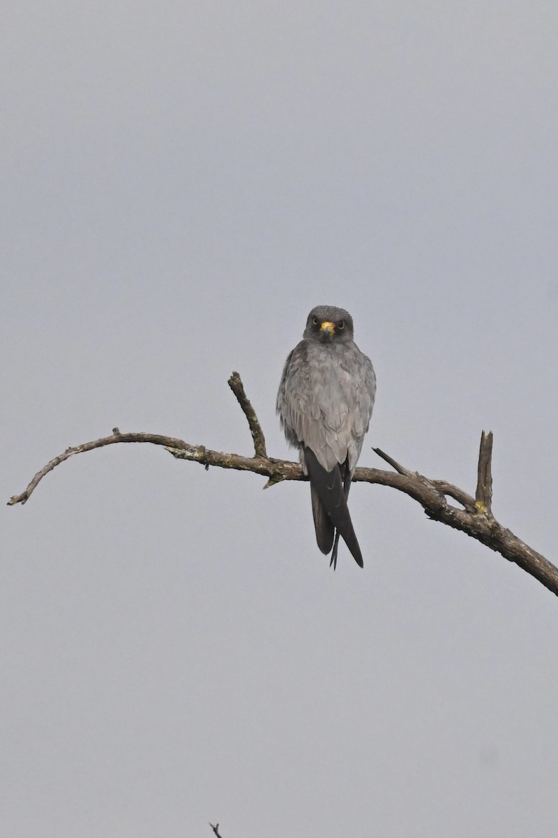 sotfalk - ML644217807