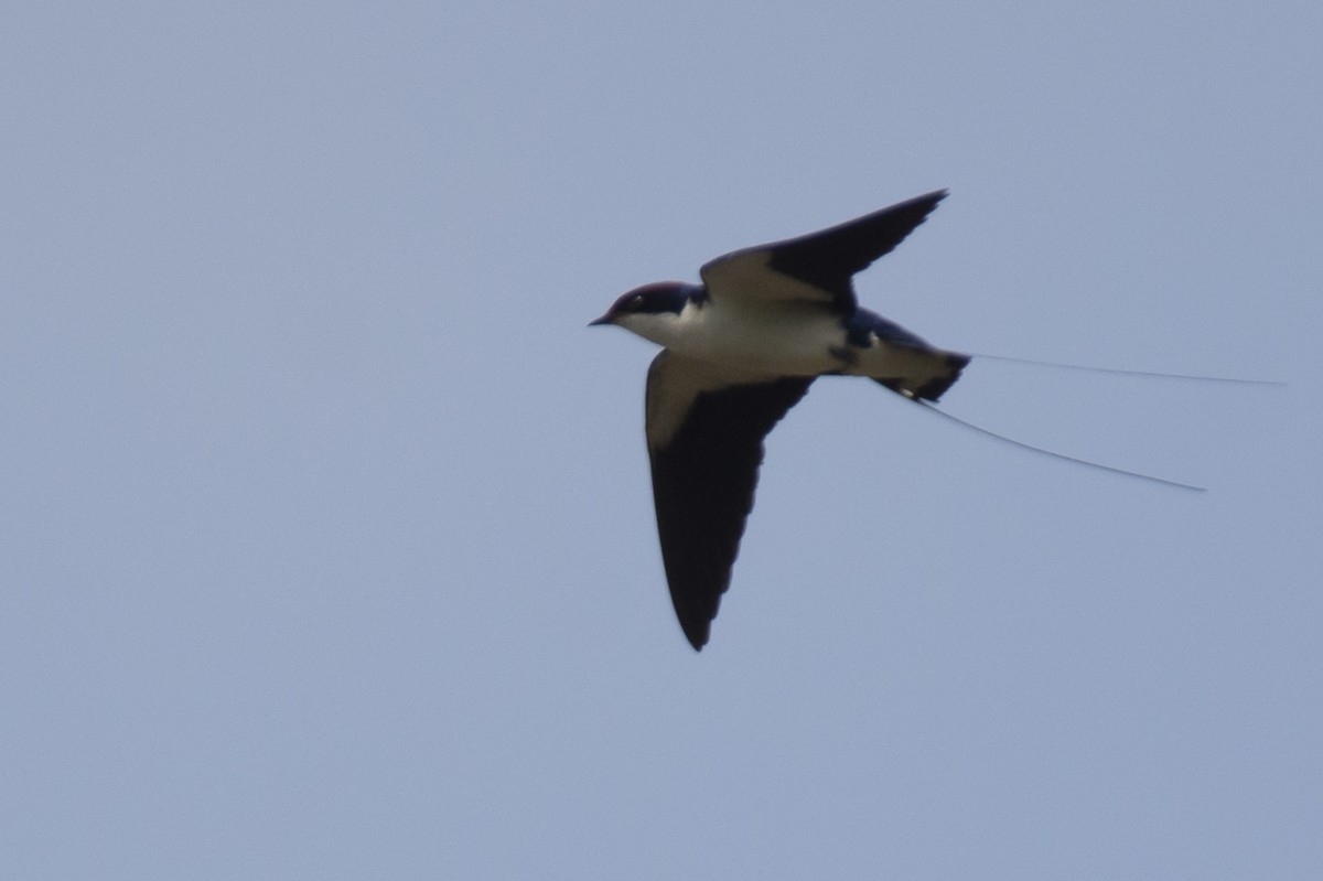 Ластівка ниткохвоста - ML644217812