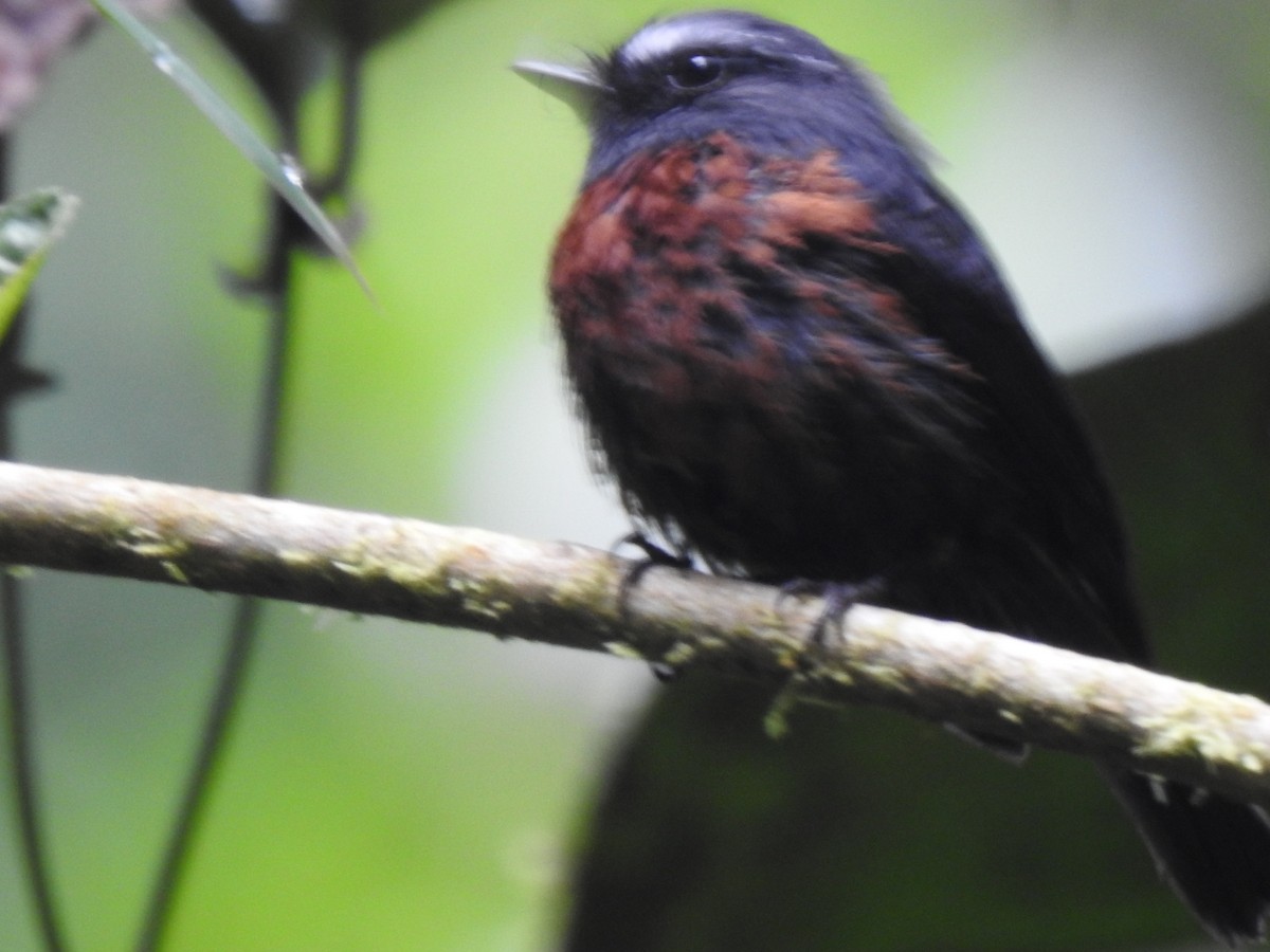 Пітайо темноспинний - ML644217831