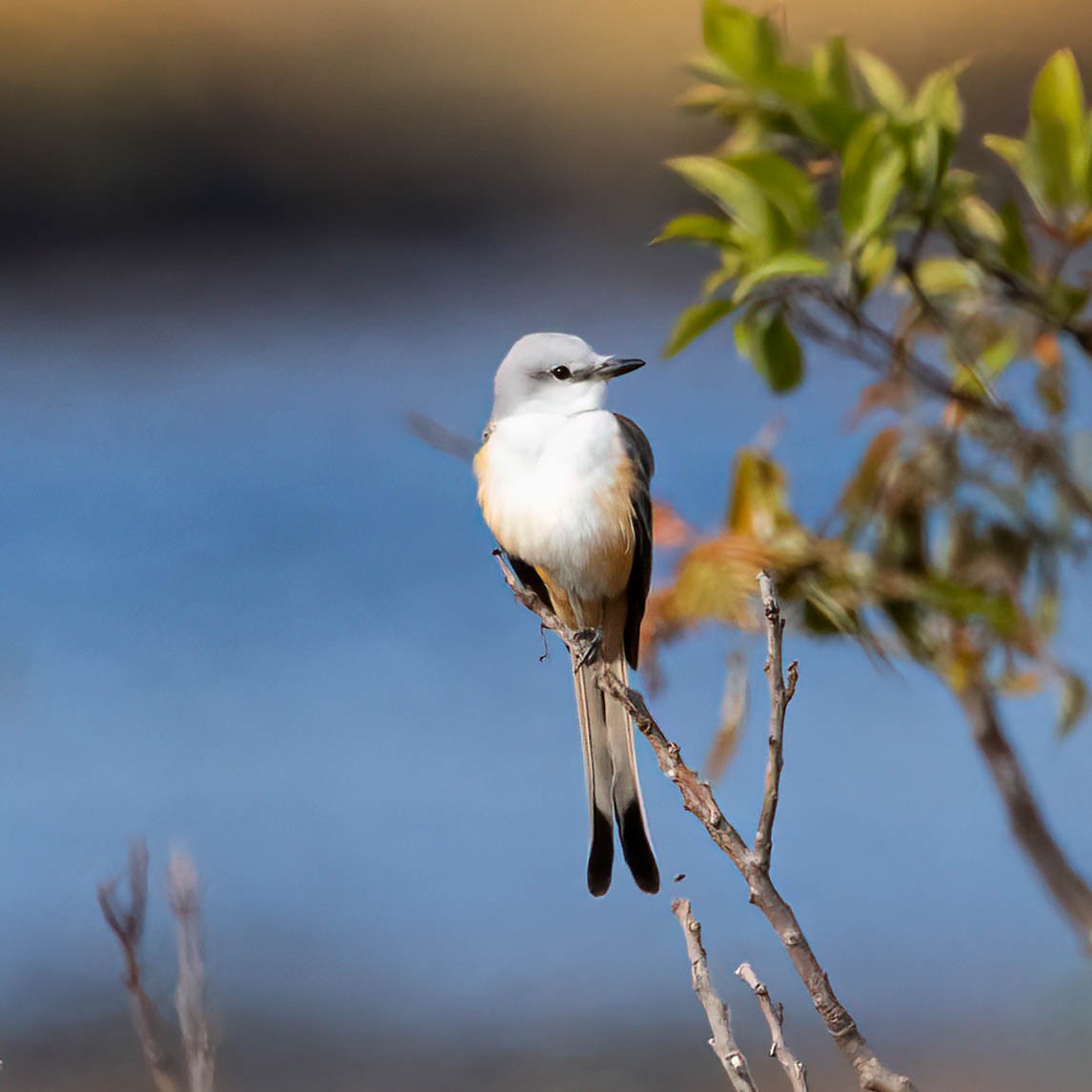 Scissor-tailed Flycatcher - ML644217832