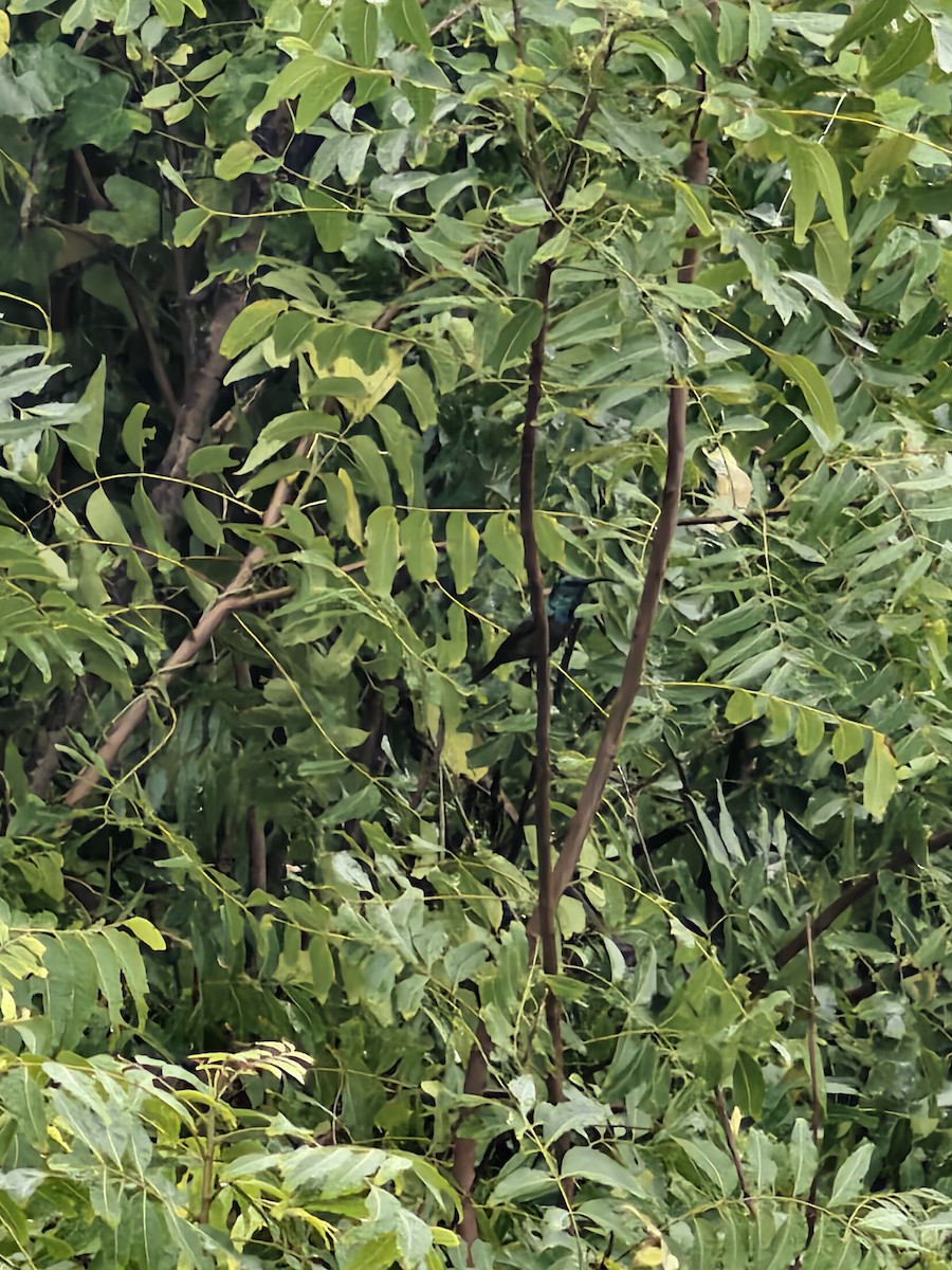 Loten's Sunbird - ML644217834