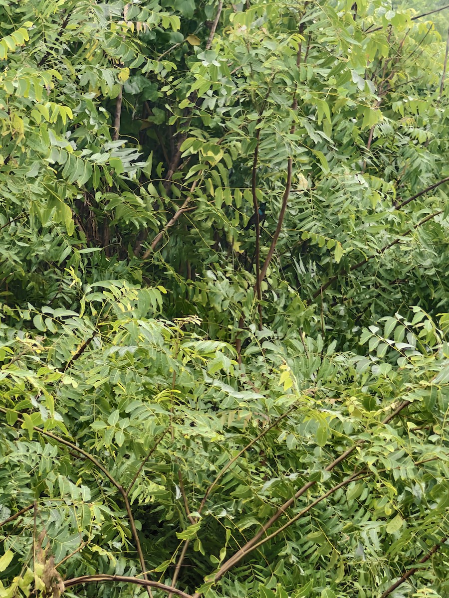 Loten's Sunbird - ML644217835