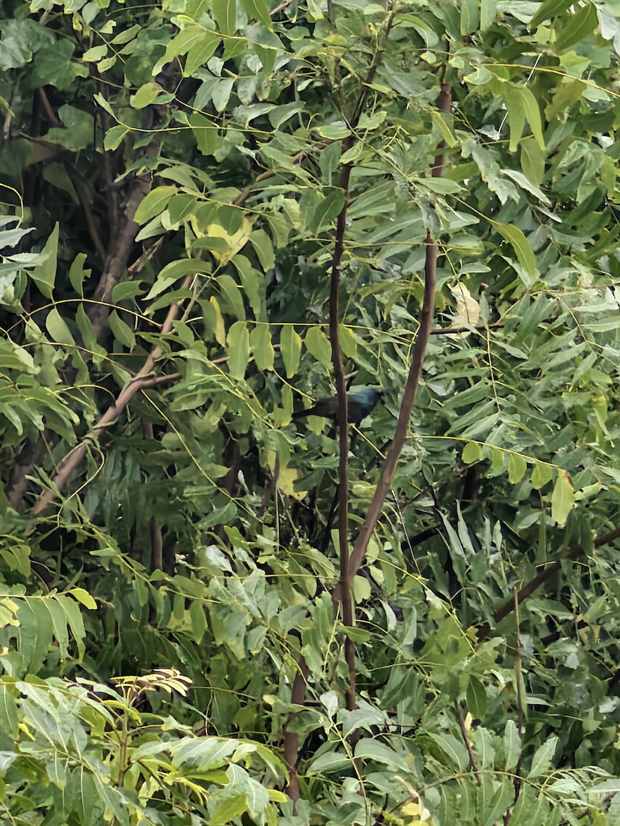 Loten's Sunbird - ML644217836