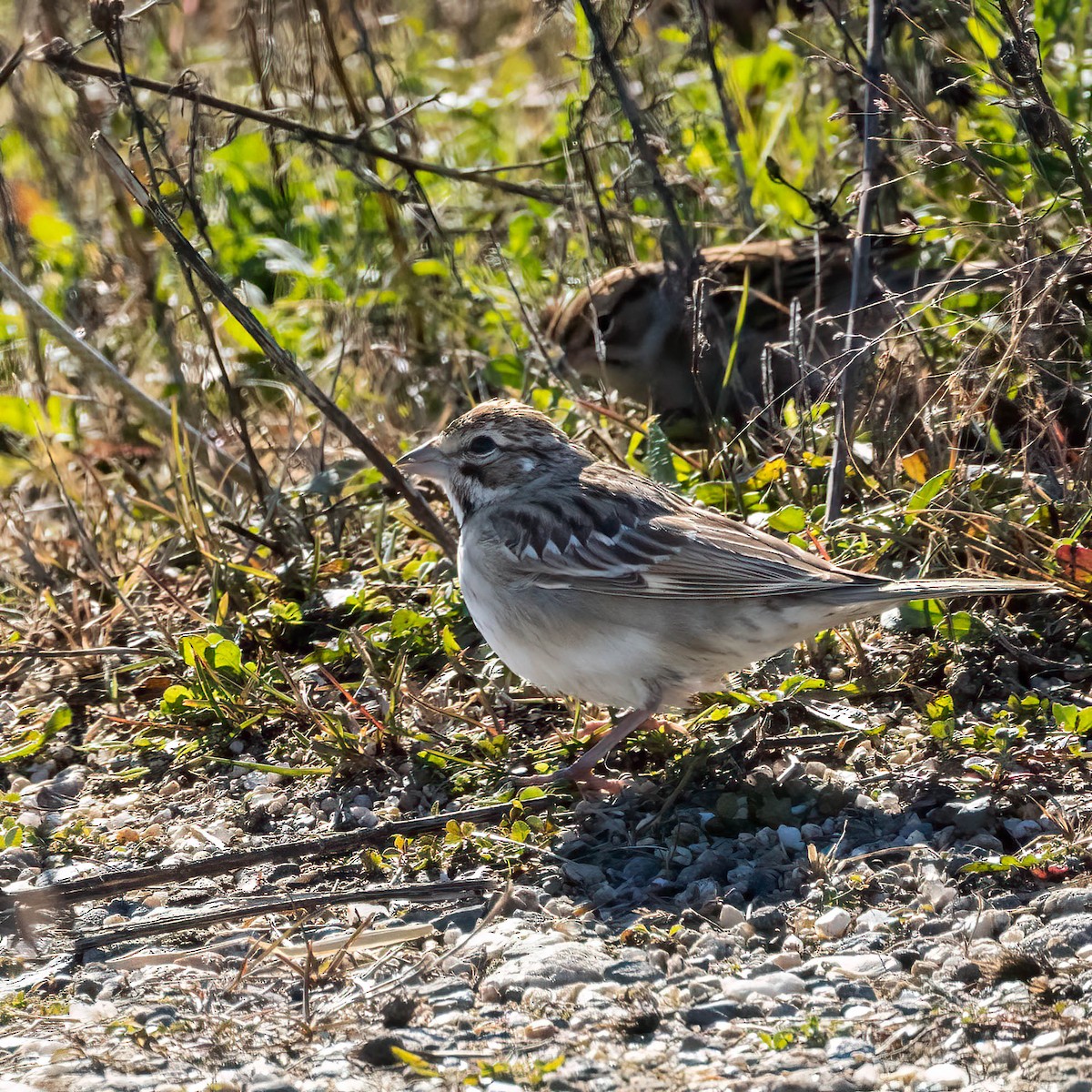 Lark Sparrow - ML644217841