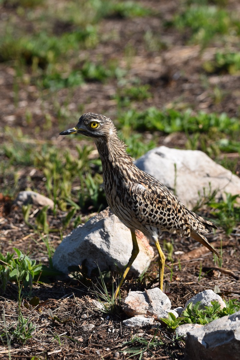 Spotted Thick-knee - ML644217848