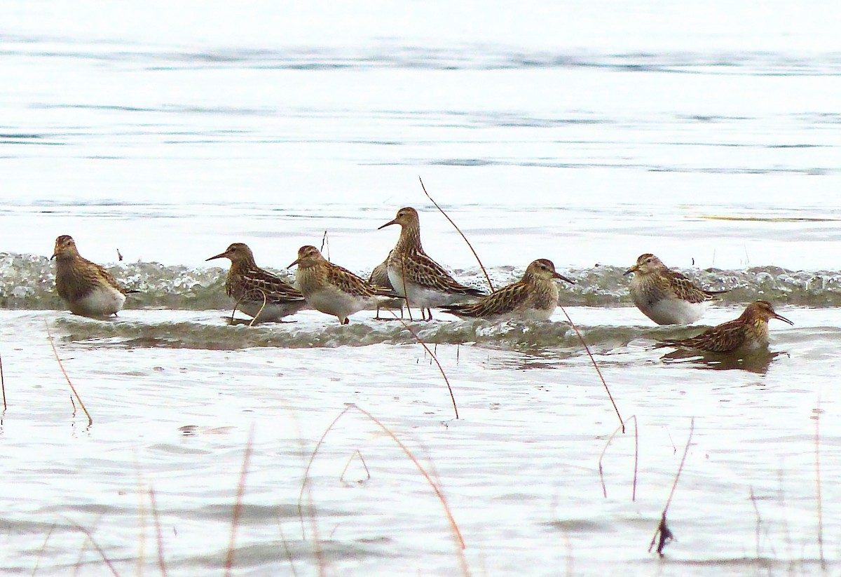 Pectoral Sandpiper - ML644217851