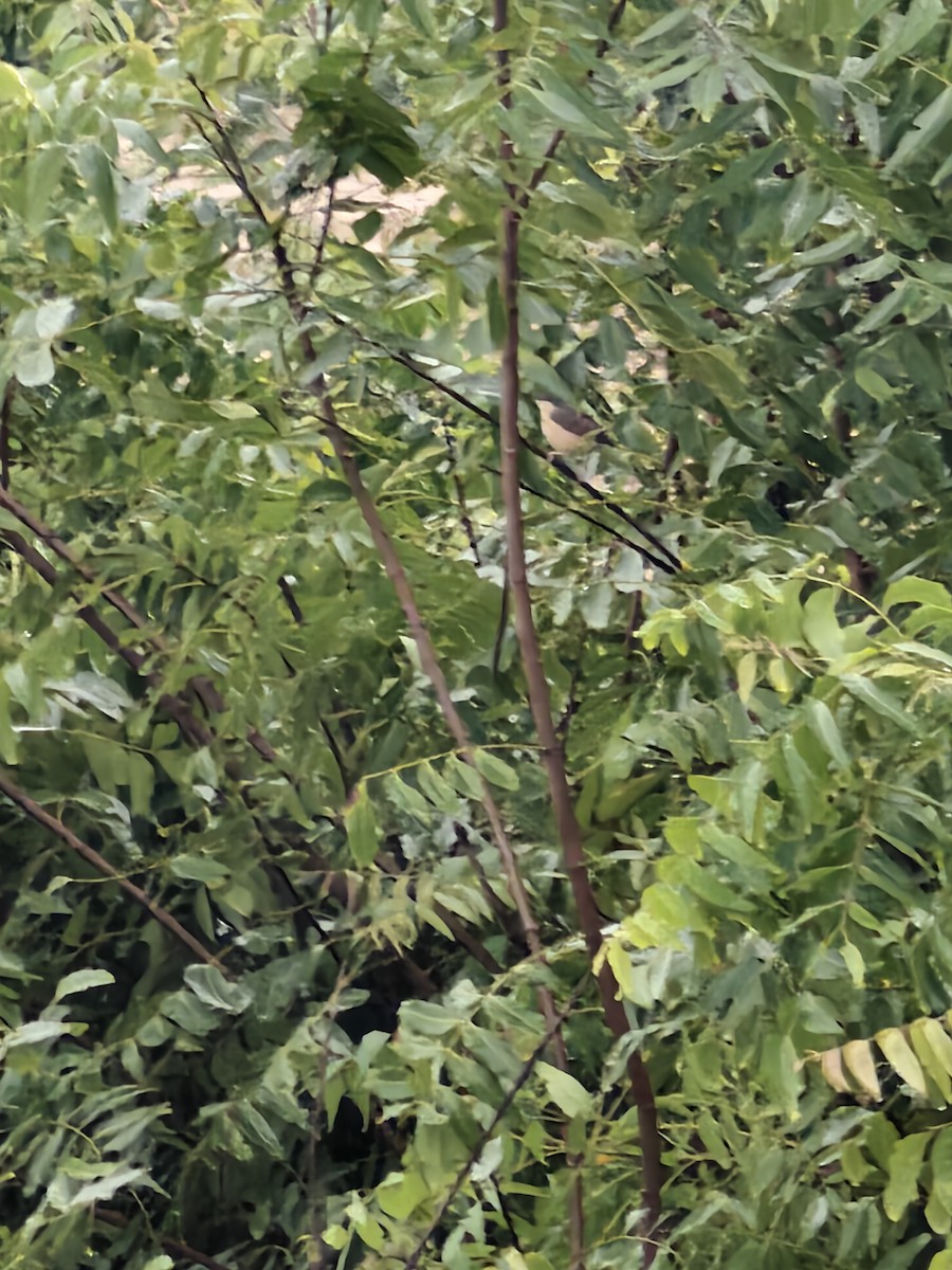 Prinia Cenicienta - ML644217865