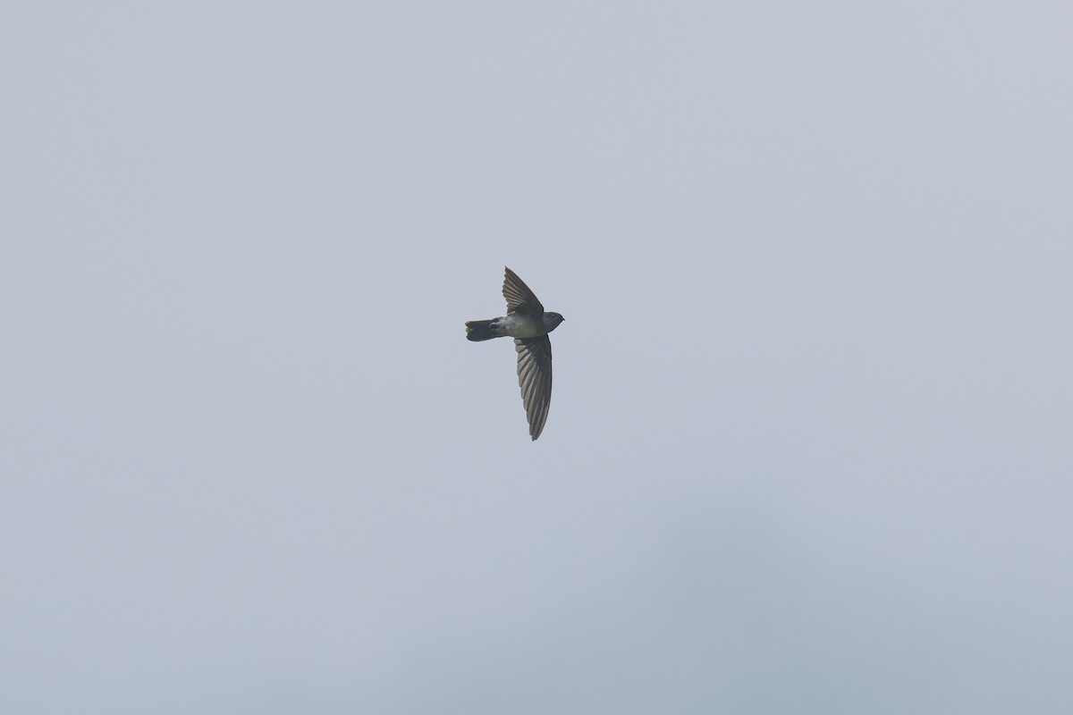Glossy Swiftlet - ML644217881