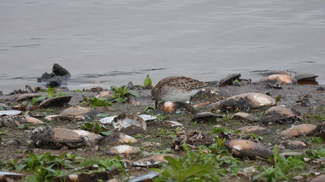 bonapartesnipe - ML644217883