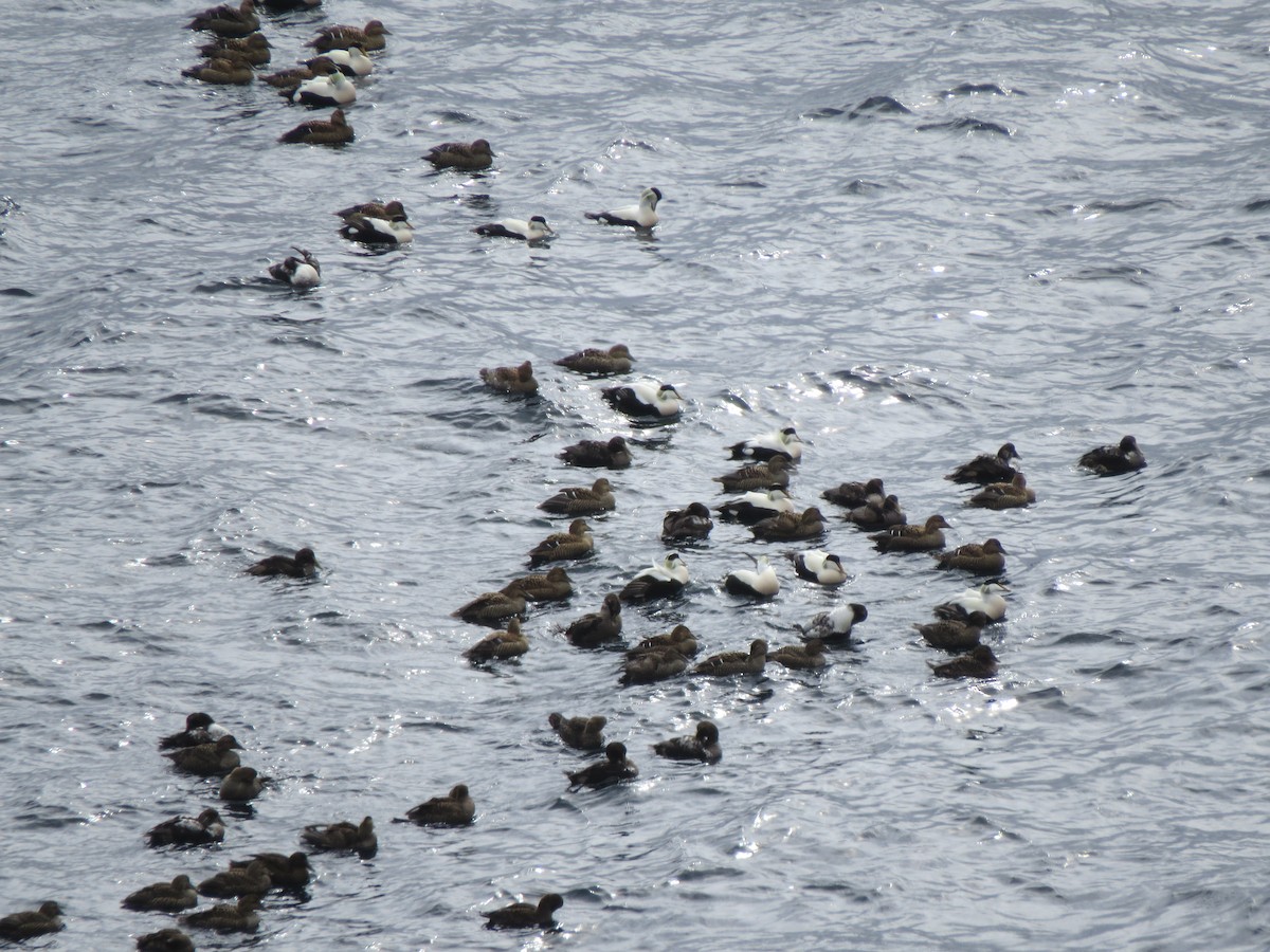 Common Eider - ML644217898