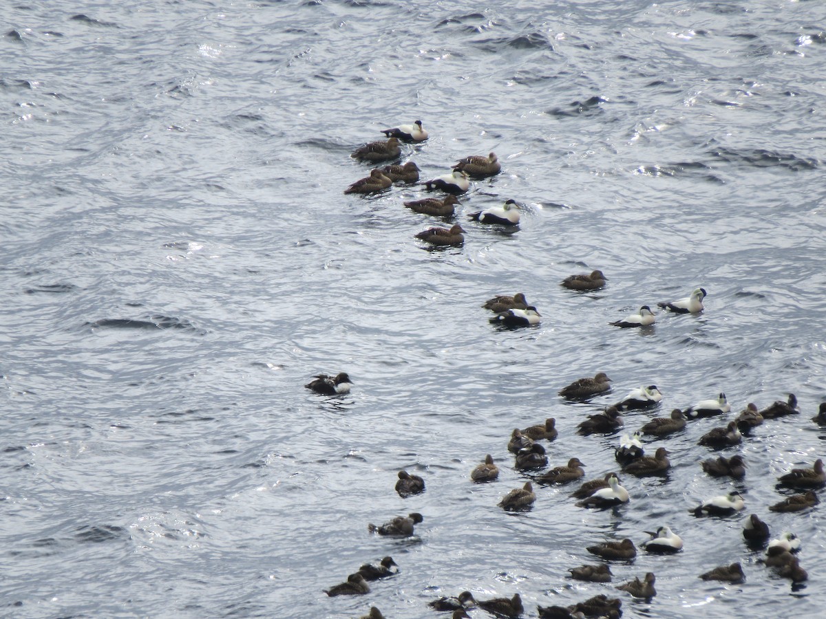 Common Eider - ML644217899
