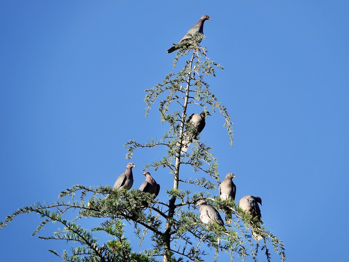 Band-tailed Pigeon - ML644217906