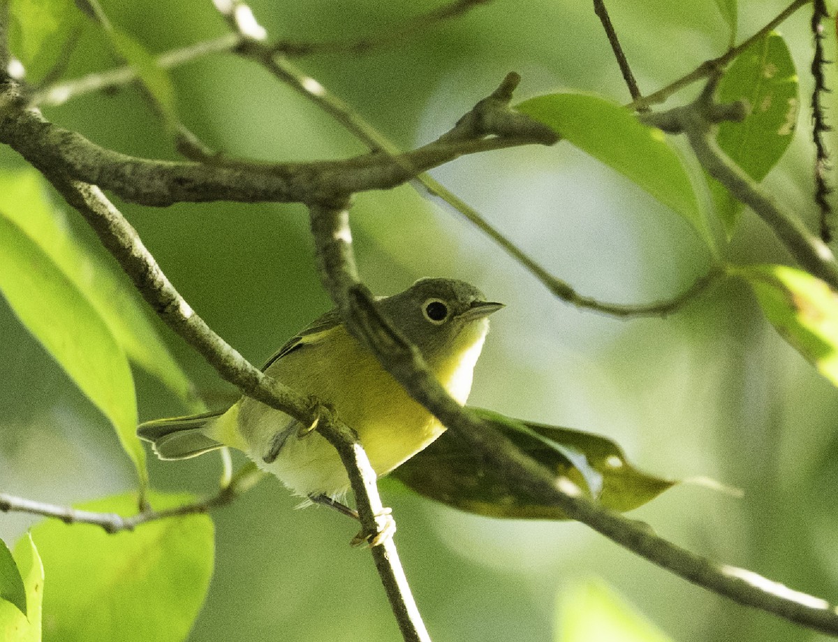 Nashville Warbler - ML644217914