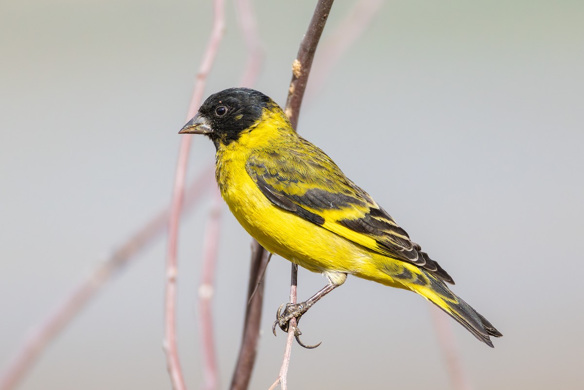 Hooded Siskin - ML644217930