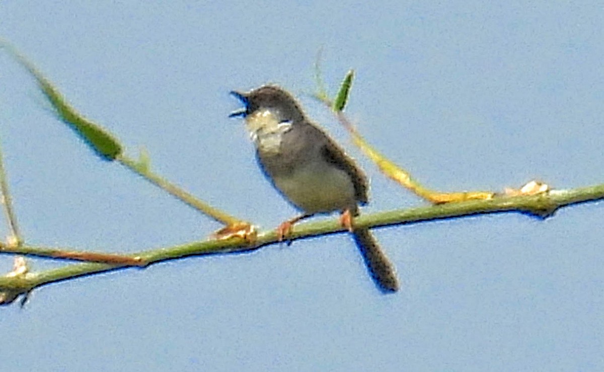 Gray-breasted Prinia - ML644217931