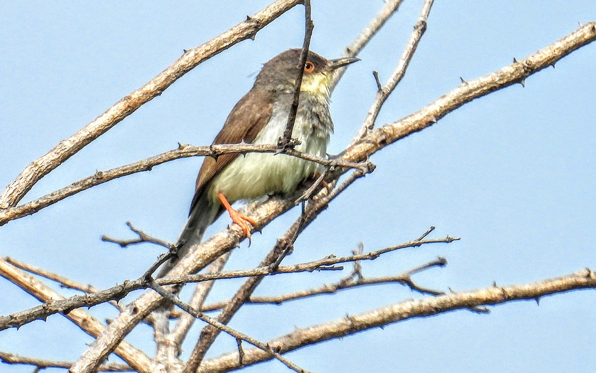 Gray-breasted Prinia - ML644217932