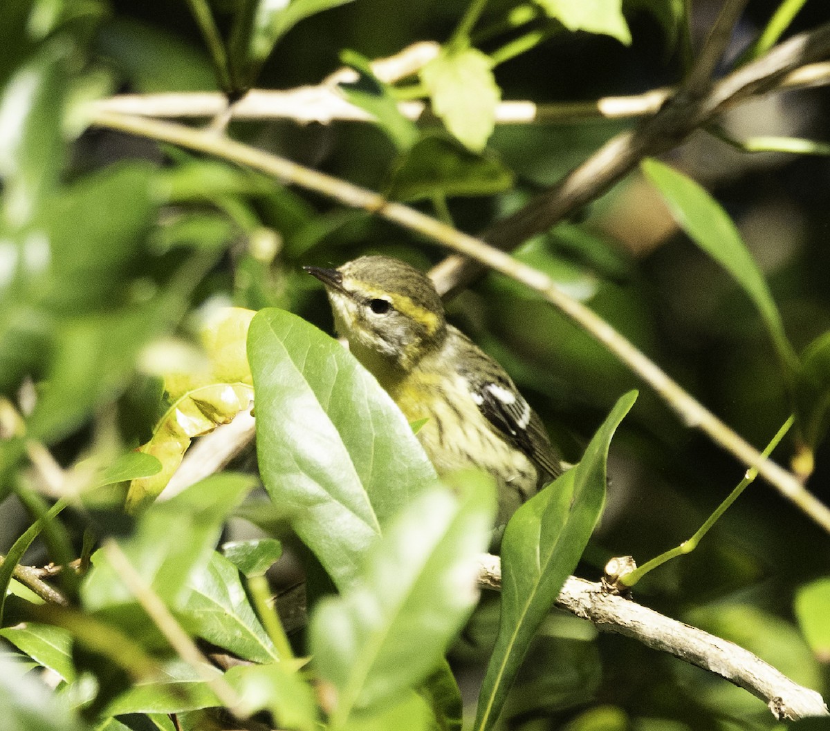 Blackburnian Warbler - ML644217933