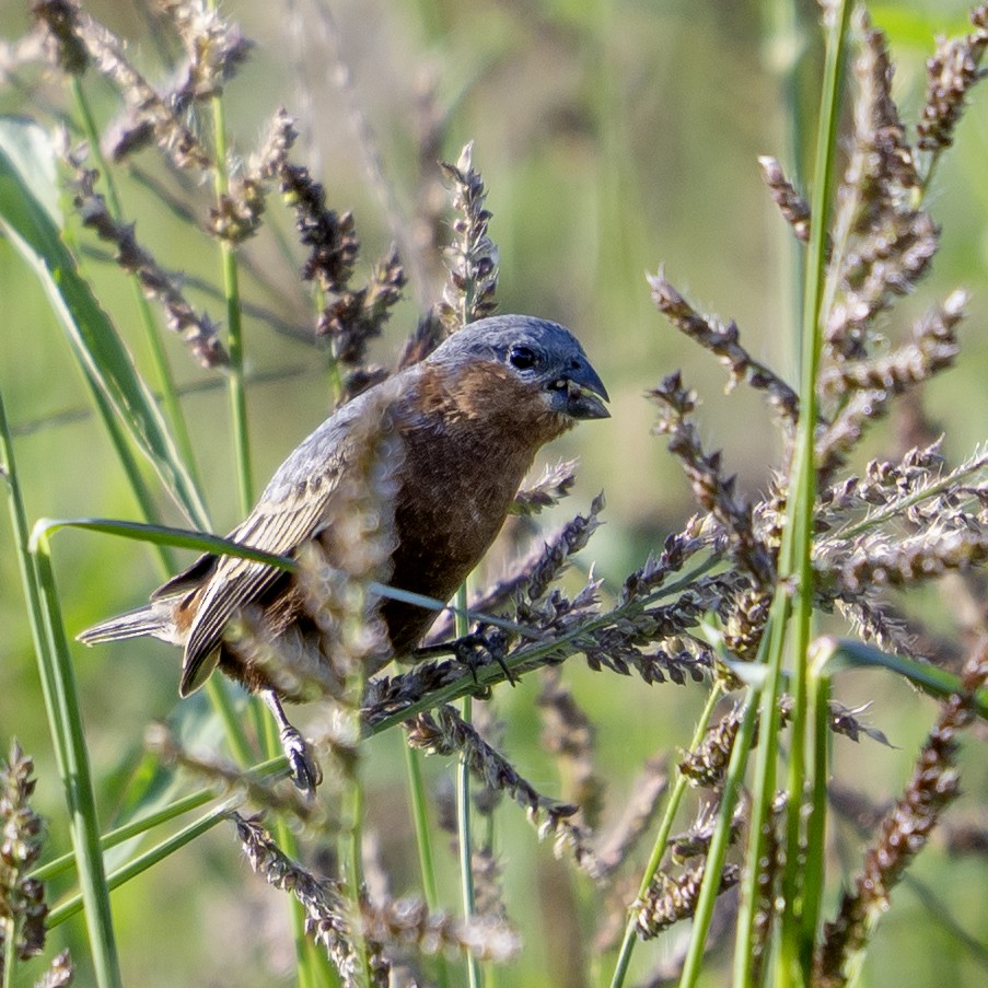 チャバラヒメウソ - ML644217936