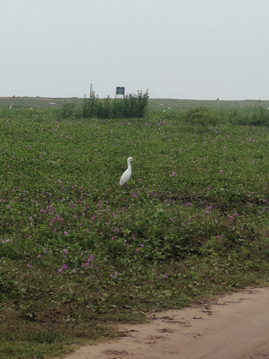 アマサギ - ML644217951