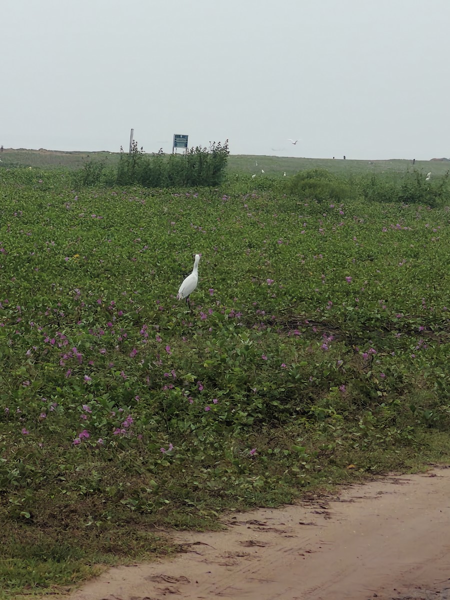 アマサギ - ML644217952