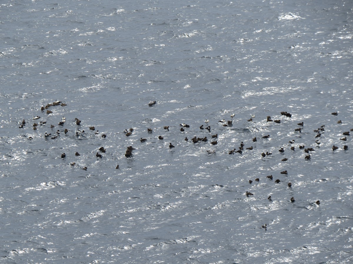 Common Eider - ML644217976