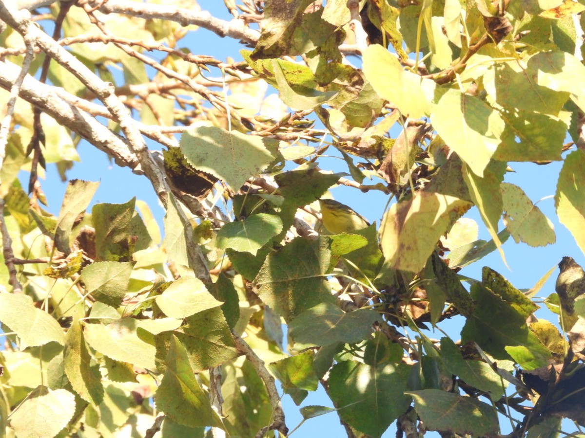 buskparula - ML644217980