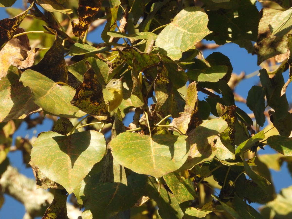 buskparula - ML644217982