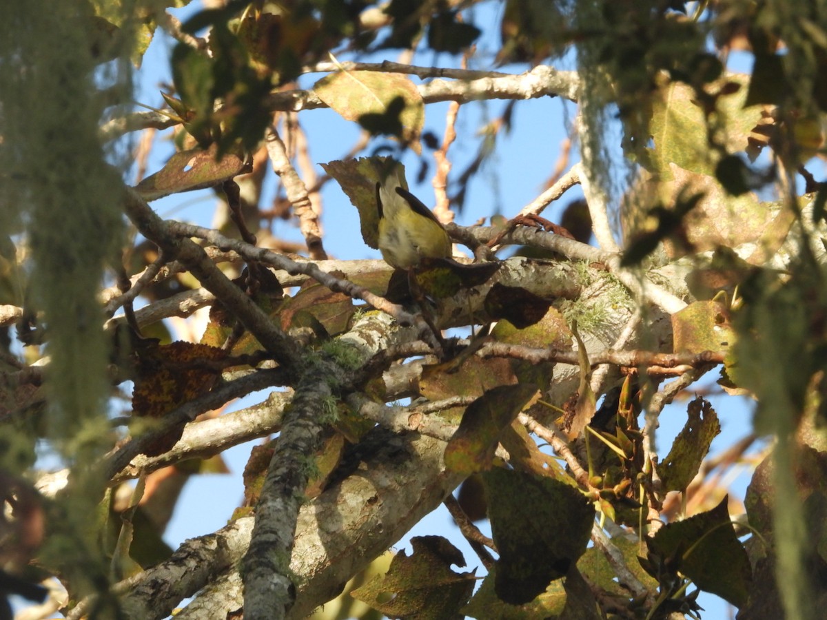 buskparula - ML644217984