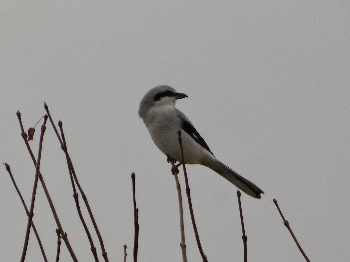 Northern Shrike - ML644217998