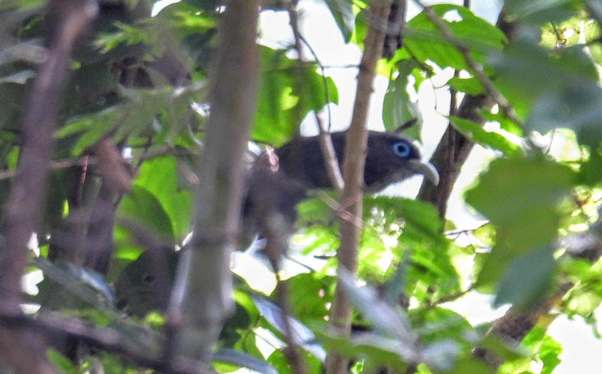 Blue-faced Malkoha - ML644218008