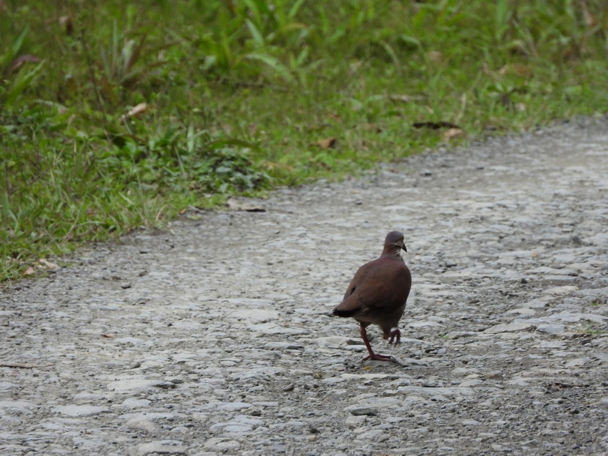 White-throated Quail-Dove - ML644218009