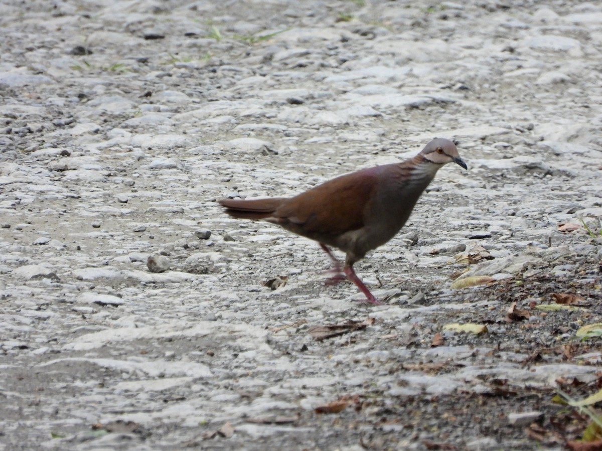 White-throated Quail-Dove - ML644218010