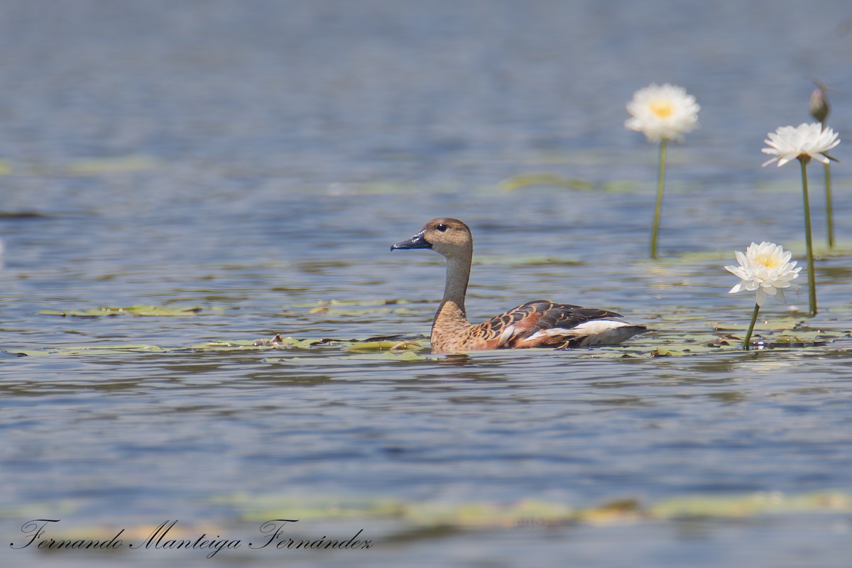 Wandering Whistling-Duck - ML644218011