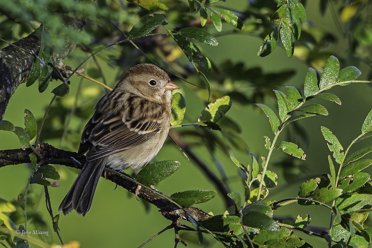 Field Sparrow - ML644218012