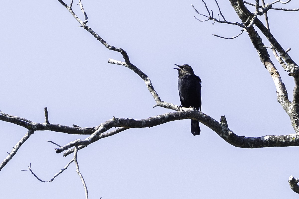 Rusty Blackbird - ML644218014