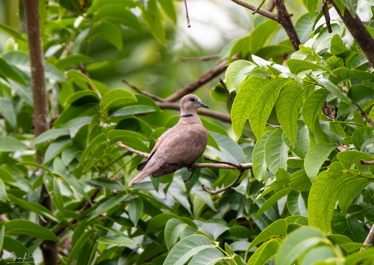 Eurasian Collared-Dove - ML644218023