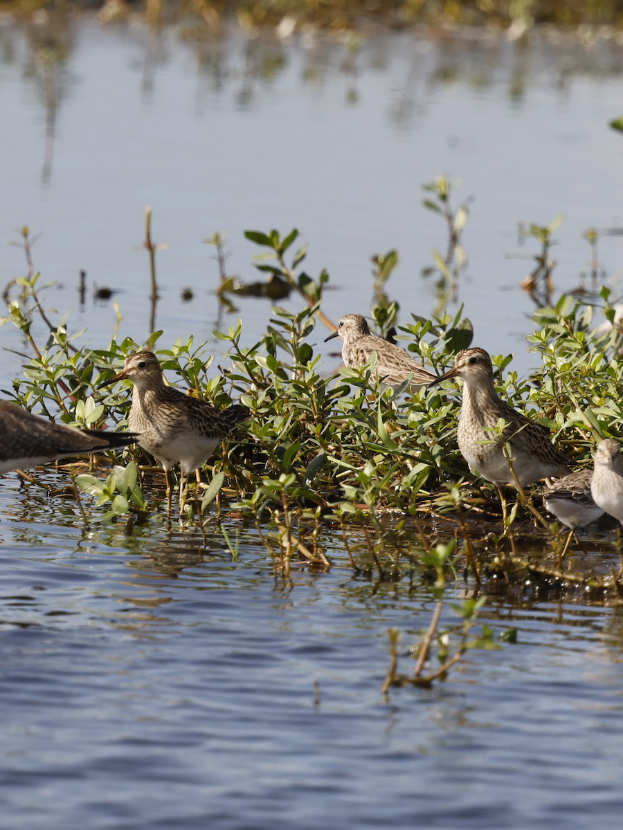 Pectoral Sandpiper - ML644218027